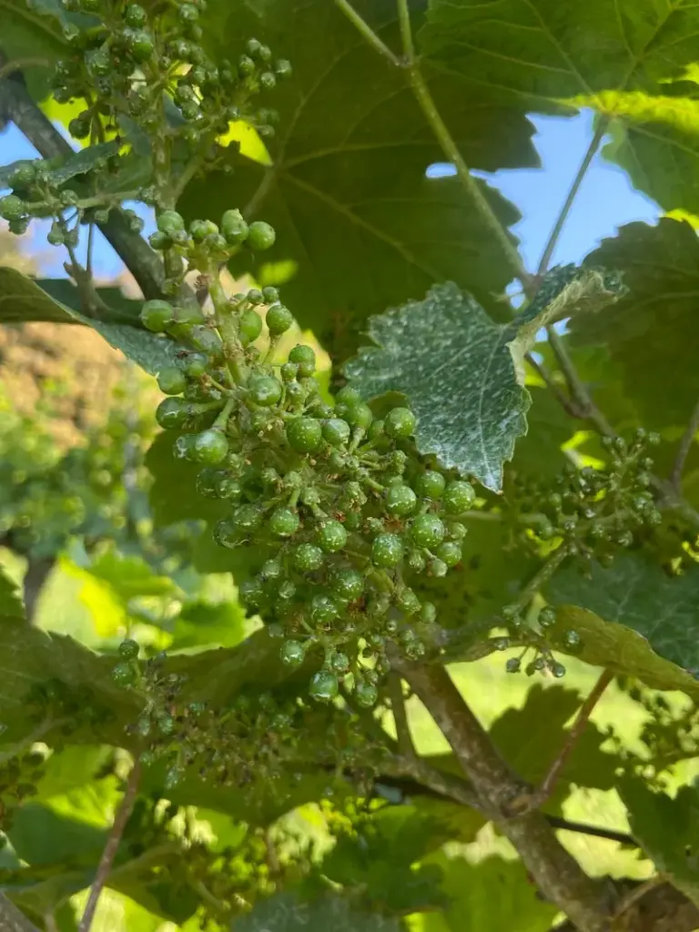 Heranwachsende Trauben in der Lage Maeushoehle Deidesheim