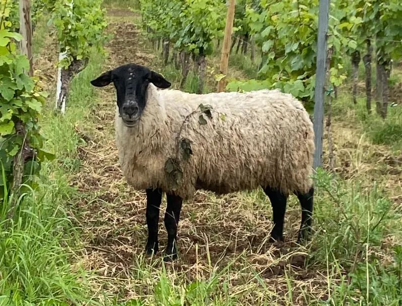Schaf im Wingert
