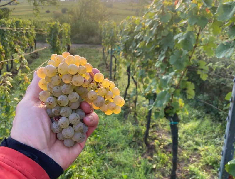 Trauben-Maeushoehle-Deidesheim