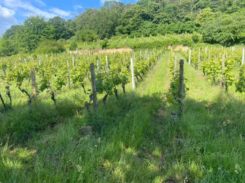 Lage-Riesling-Maeushoehle-Deidesheim